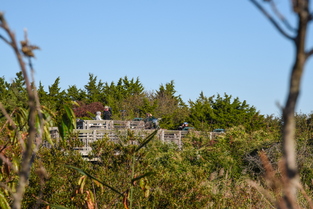 Cape May Point State Park Hawkwatch Platform