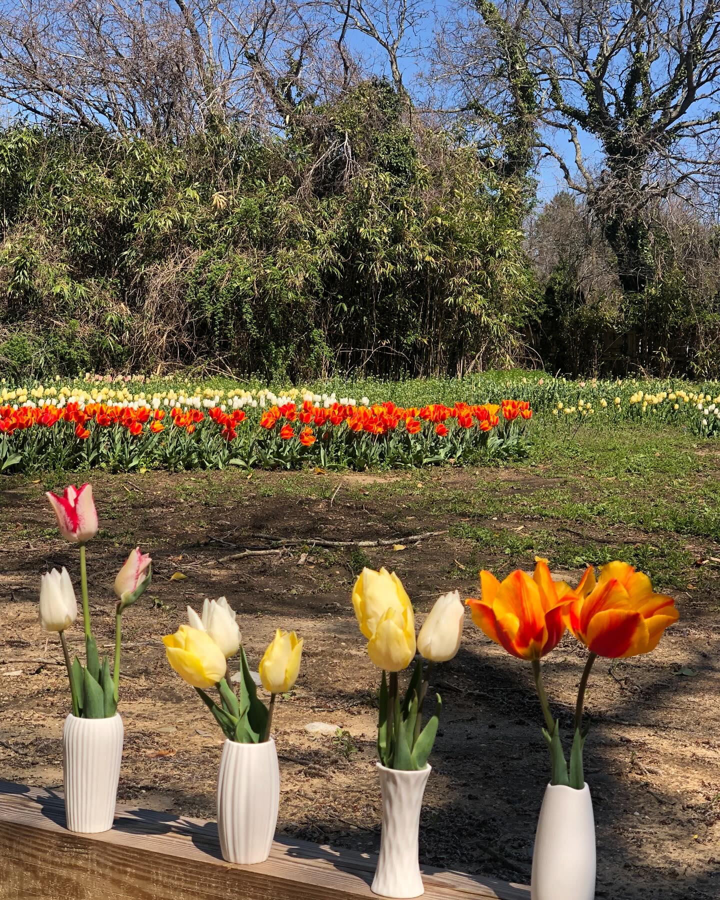 Cape May Wildflower Farm
