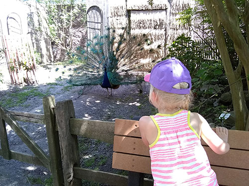 Child watching a peacock at the Cape May Zoo