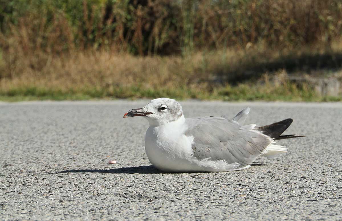 Gull lying down