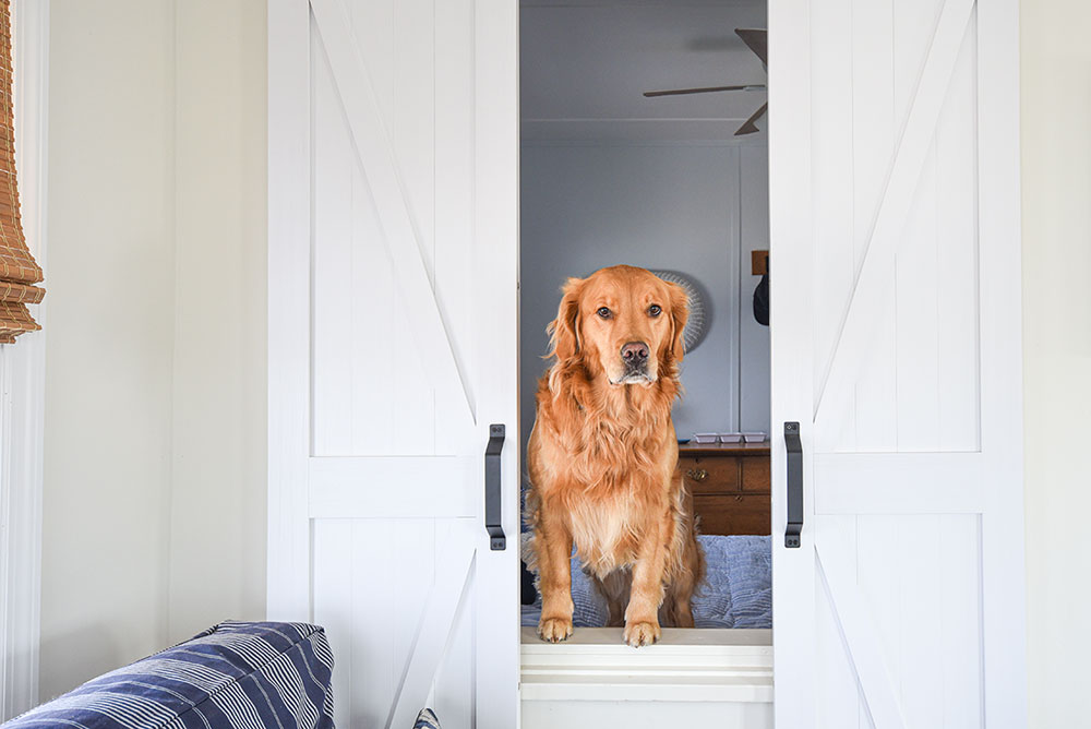 A golden retriever looking through an open doorway