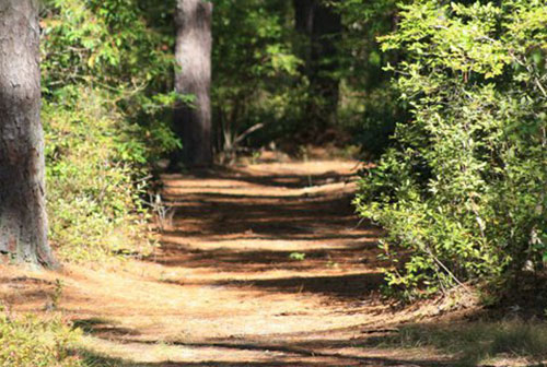 Wooded trail