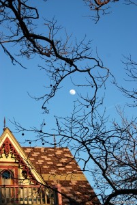 february5treemoon