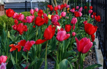 april24-2009tulips