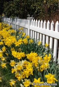 april4daffodils