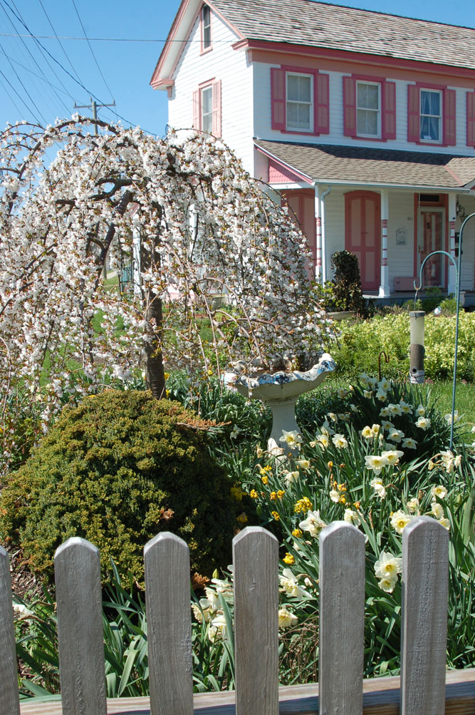 Home garden Cape May Picture of the Day
