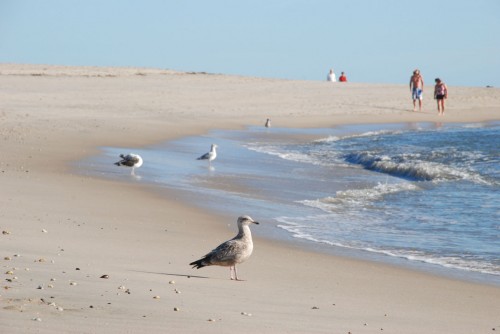 Humans and gulls on the beach