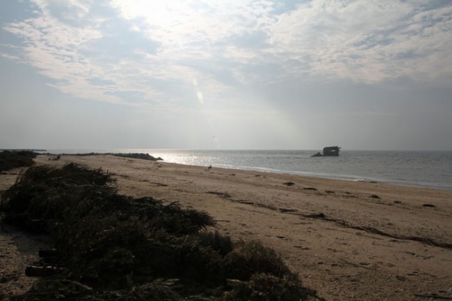 Trees on the beach?