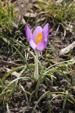 Crocuses