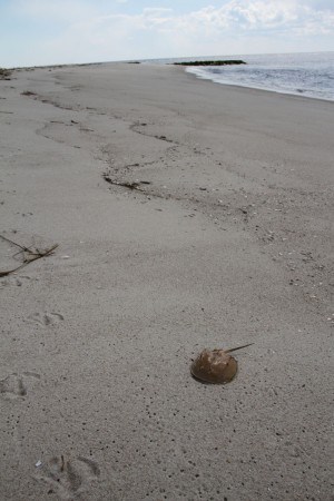 Cape May Point Beach