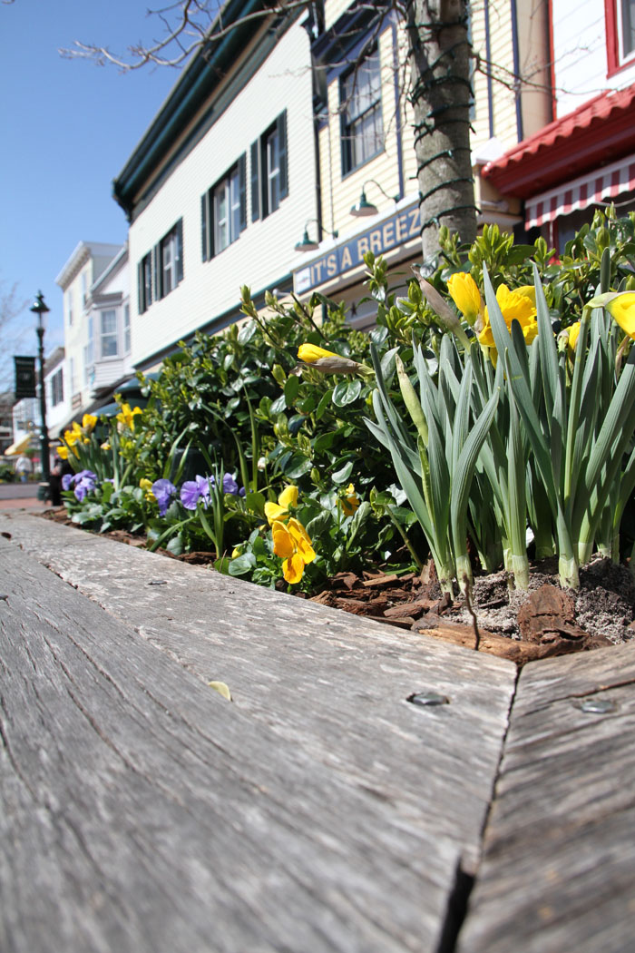 Spring Flowers on the Mall