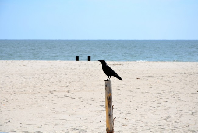 Crows 1, Seagulls 0