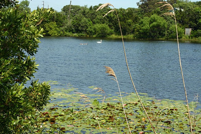 View from Lake Lily