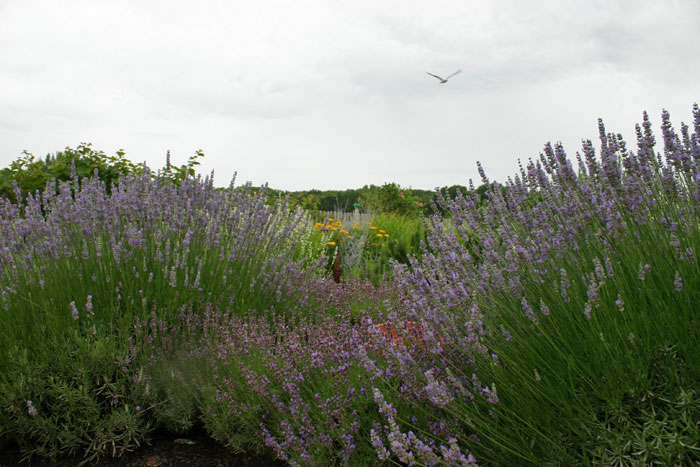 Lavender fields of Bay Meadow