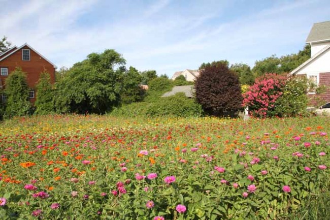 Field of Flowers