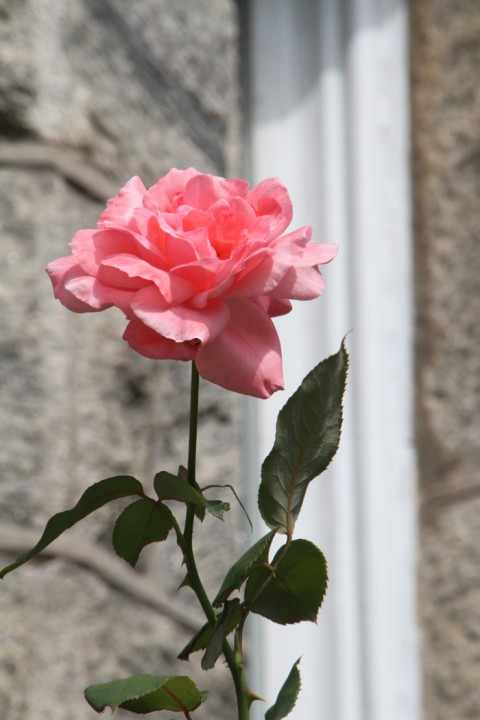 Can you find this rose in Cape May?