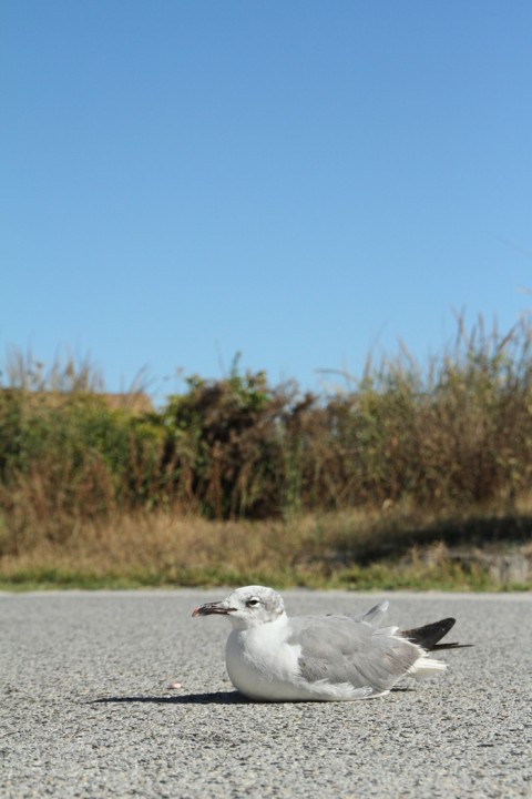 To windy to fly