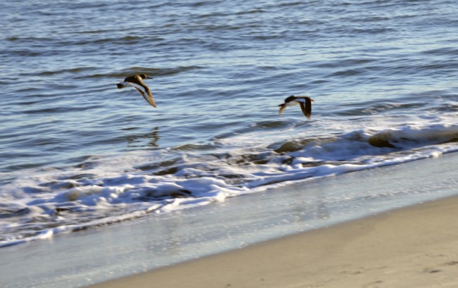 Two skimmers skimming