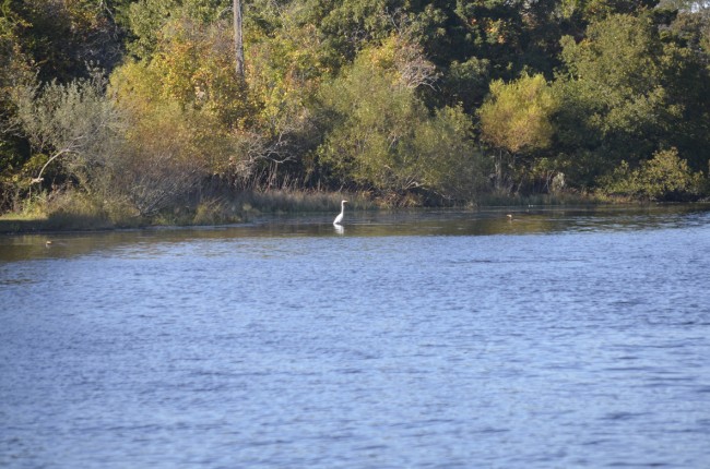 Lily Egret