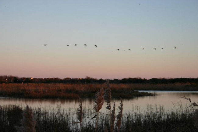 Fall Migration Over South Cape May Meadows