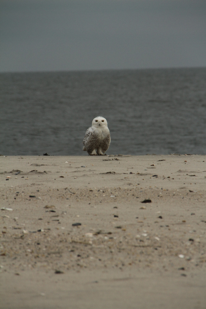 Snowy Owl