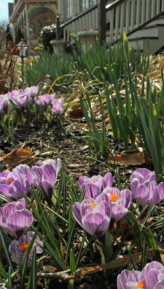 Signs of Spring at The Bacchus Inn