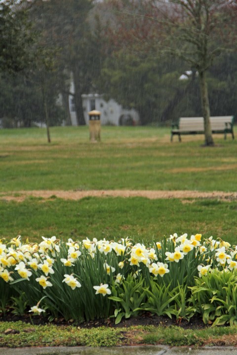 If we want sunny flowers we need a little rain