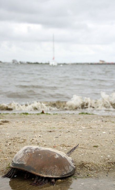 Grey Day at the Cape May Harbor