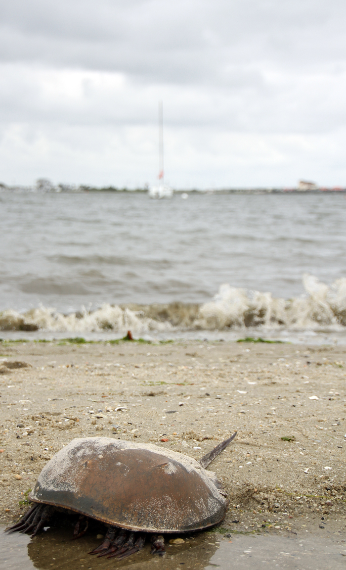 grey day at the harbor