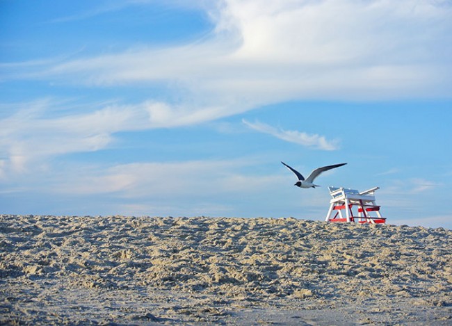 Afternoon Flight