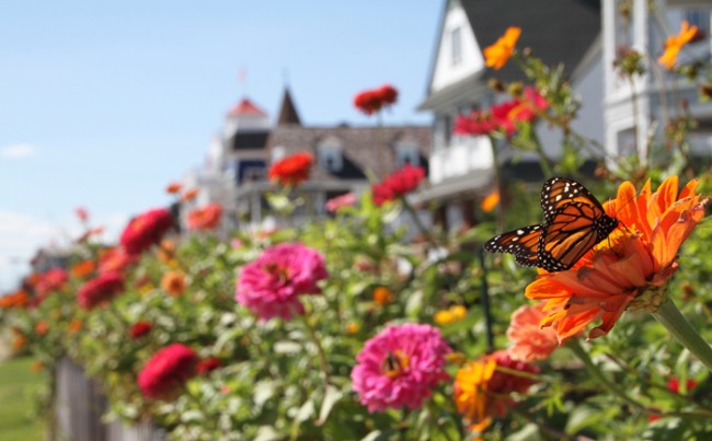 Full of color & a Monarch butterfly