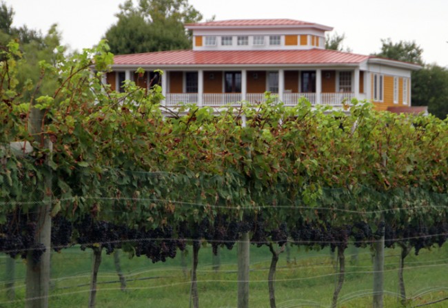 Grapes are ripening and nearly ready to harvest.