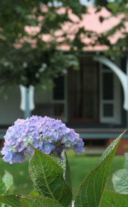 Last of the hydrangeas 