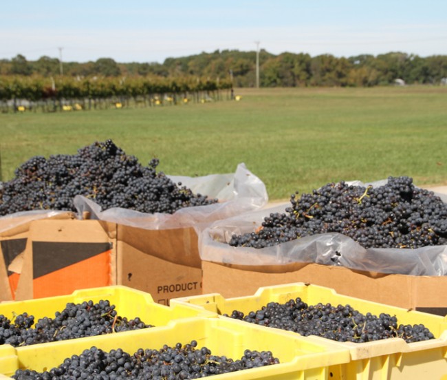 Harvest Time