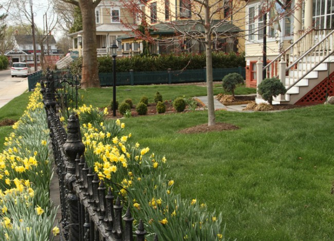 Springing up along the fence