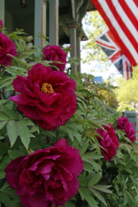 Flag & Flowers