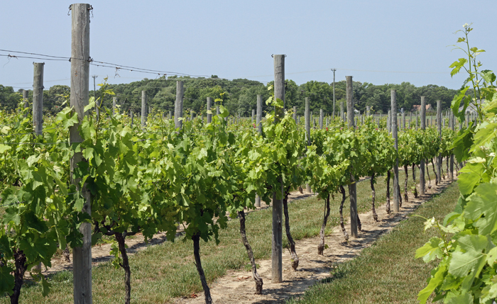 Hawk Haven Vineyard & Winery