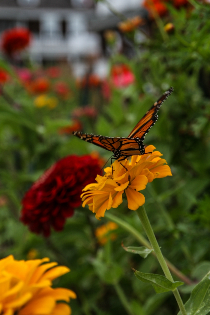 Butterflies at 1015 Beach Ave