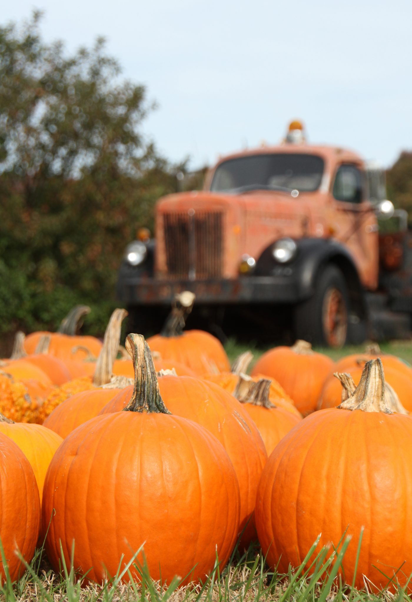 Harvest Time