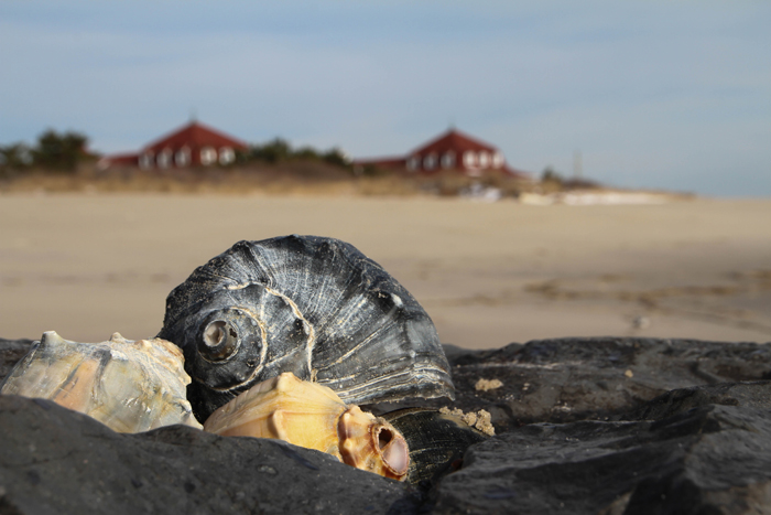 Collecting shells at the Point