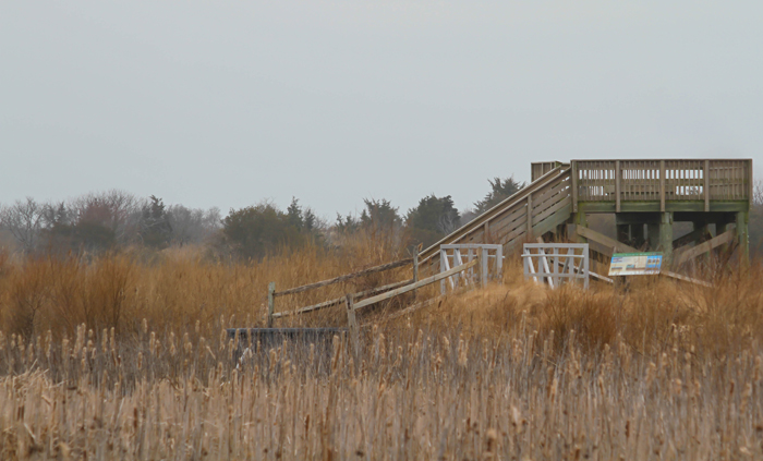 Tall grass, grey skies