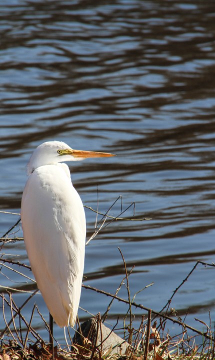 A friend at Lake Lily