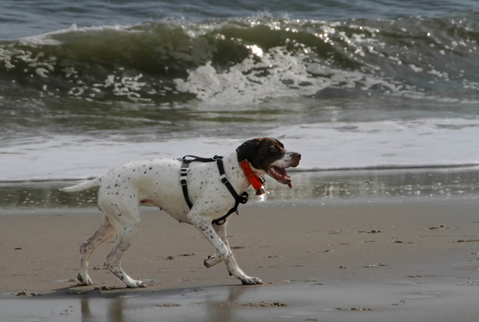 Zelda's first day on the beach