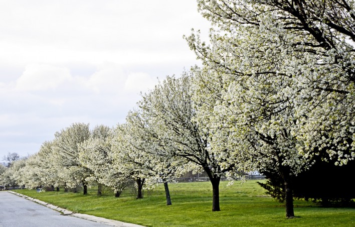 Ahhh, blossoms!