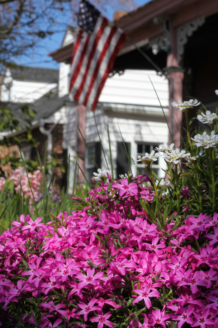 Creeping phlox on Washington Street