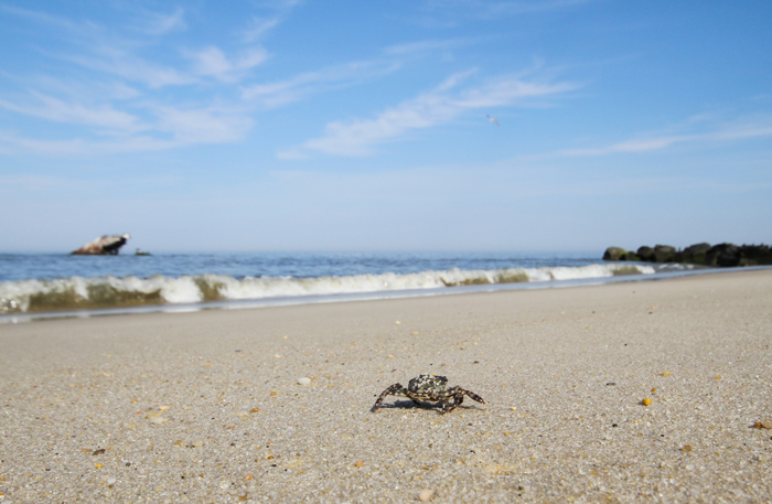 Happy Little Crab