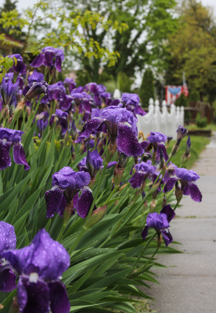 May showers bring May flowers