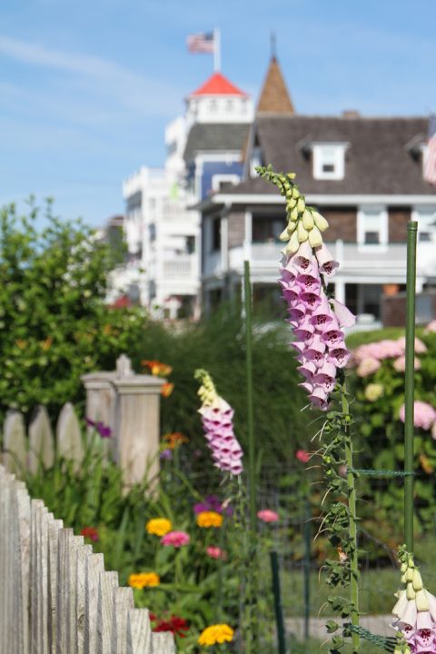 Foxgloves