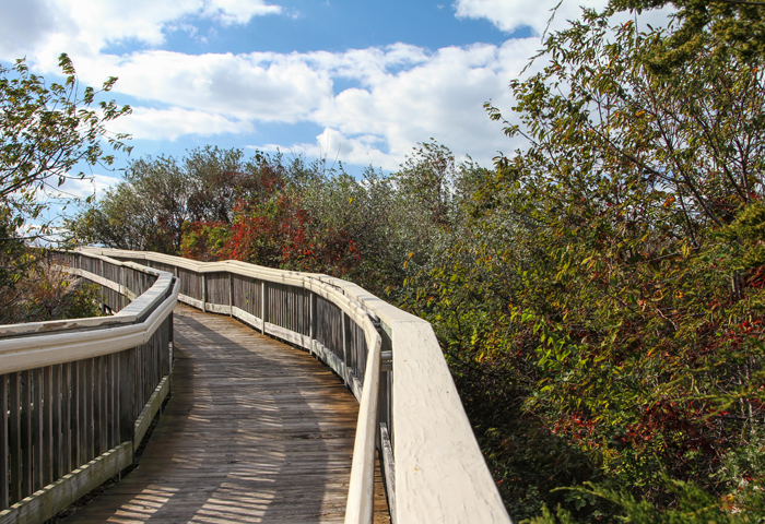 Path to the beach