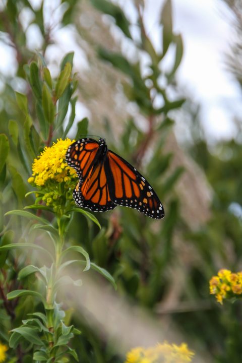 Monarch Butterfly